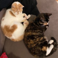 Photo of Lysandra And Aelin