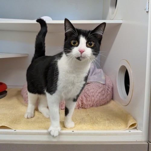 Impala - Domestic Short Hair (DSH) Cat