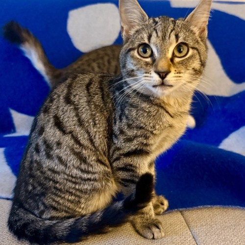 Mars Bar - Domestic Short Hair (DSH) Cat