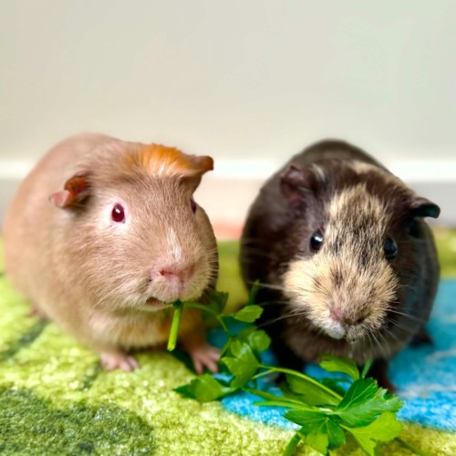 Tyrant and Nemesis  -  Guinea Pig