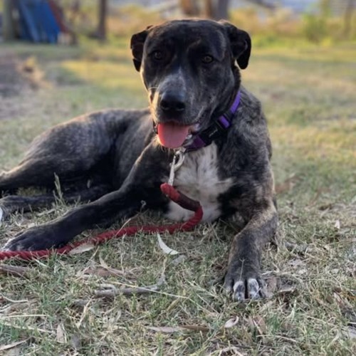 Matilda * Foster Carer Needed * - Australian Kelpie Dog