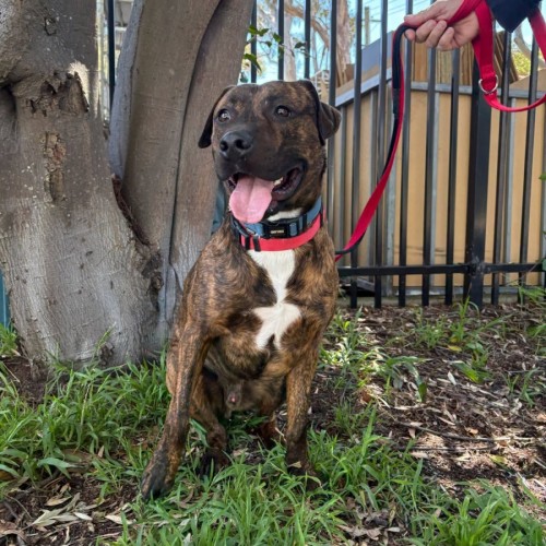 Zeus - American Staffordshire Terrier Dog