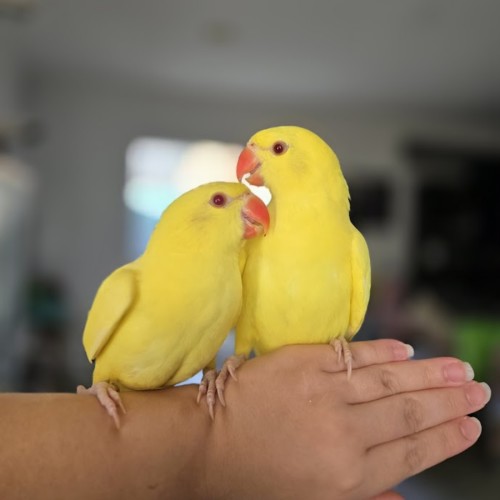 Bananoah & Rowan -  Bird