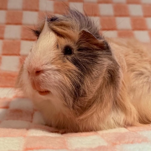 Horatio - Abyssinian Guinea Pig