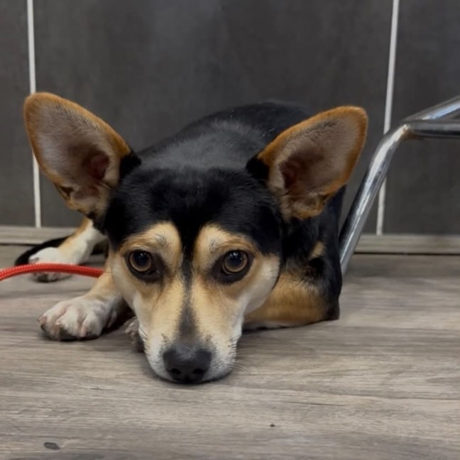 Photo of Bandit