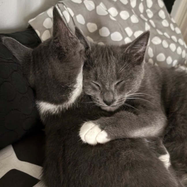 Photo of Ted (Danson) (“Silver Fox” Litter)