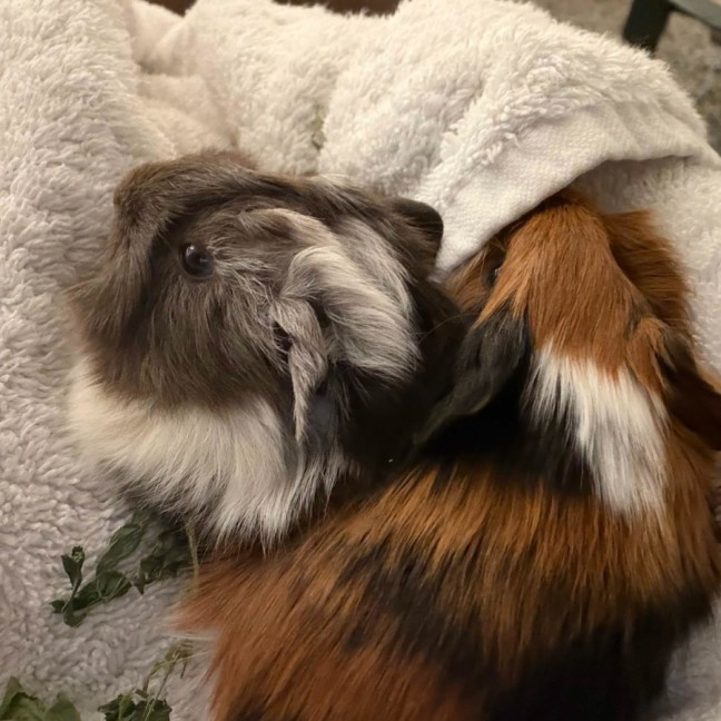 Photo of Maverick & Goose