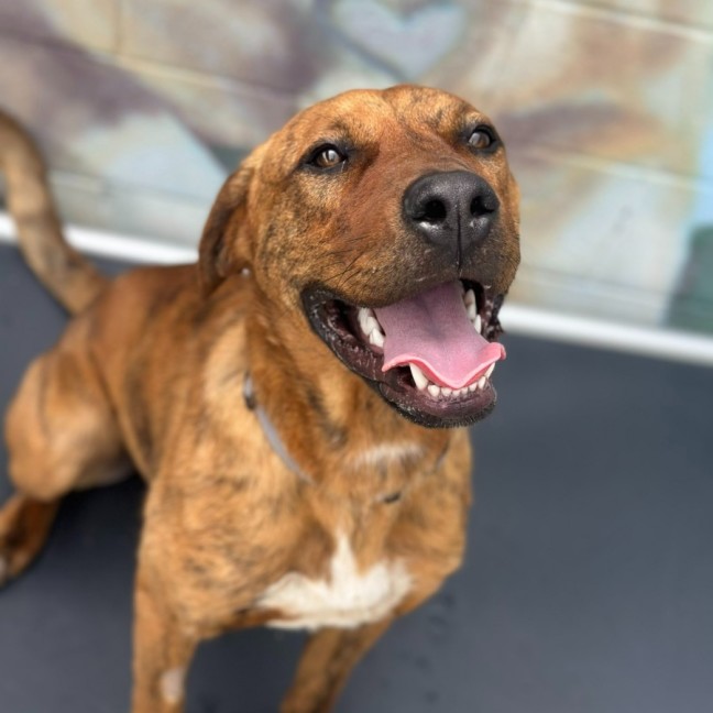 Photo of 🍪 Scooby 6714 🍪