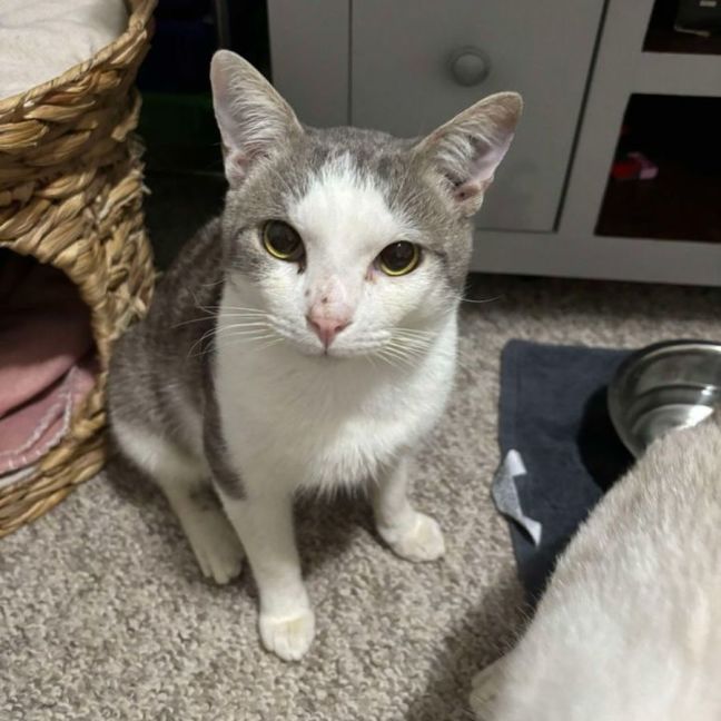 Photo of Hyperion