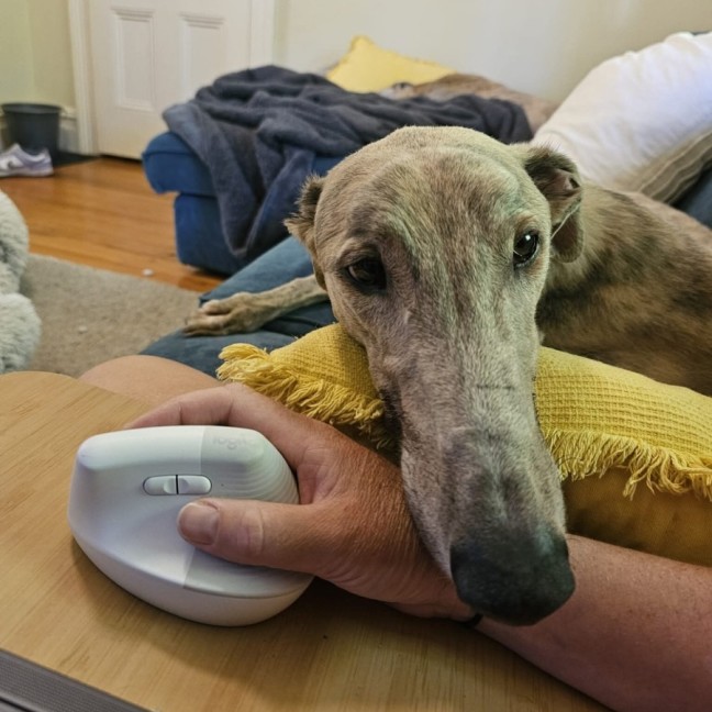 Photo of Ace, The Greyhound 