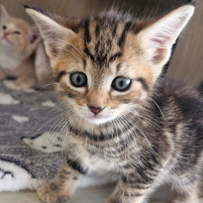 Photo of C1510 Stevie