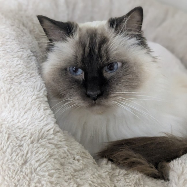 Photo of 🎀 Cleo 6172 🎀