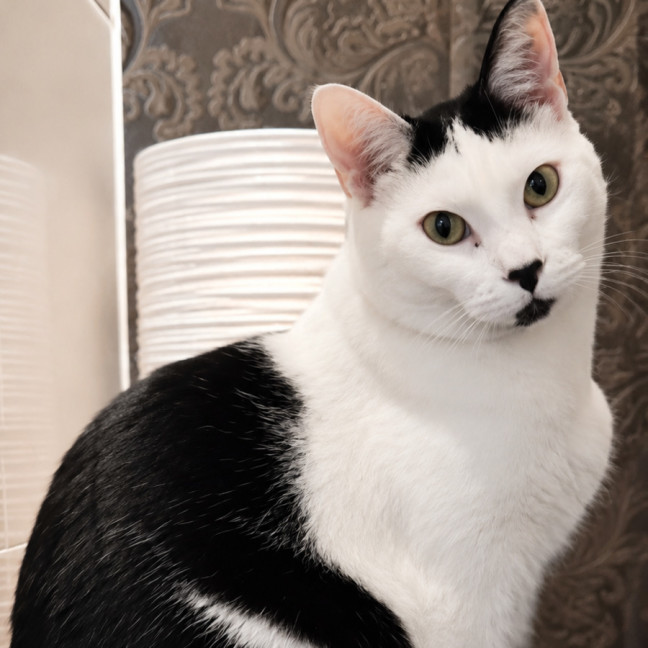 Photo of 👑 Kit 🐾