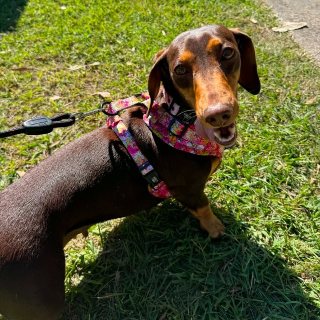 Photo of Chilli