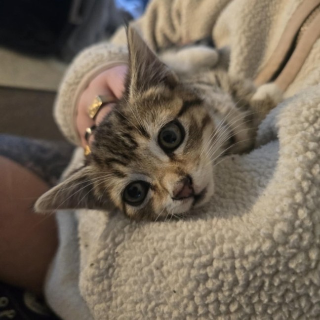 Photo of Meowly**2nd Chance Cat Rescue **