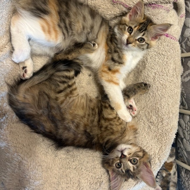 Photo of Cinnamon & Nutmeg