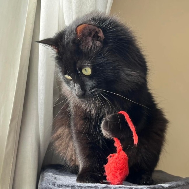 Photo of Wednesday
