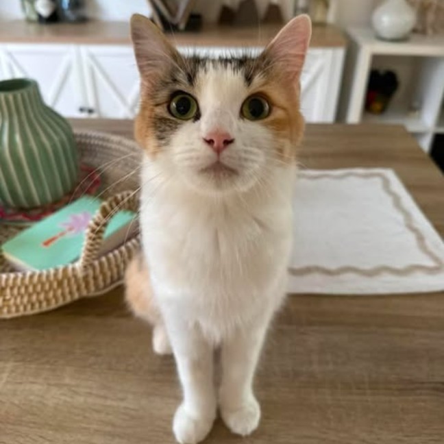 Photo of Nemo
