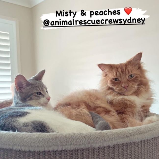 Photo of Peaches 