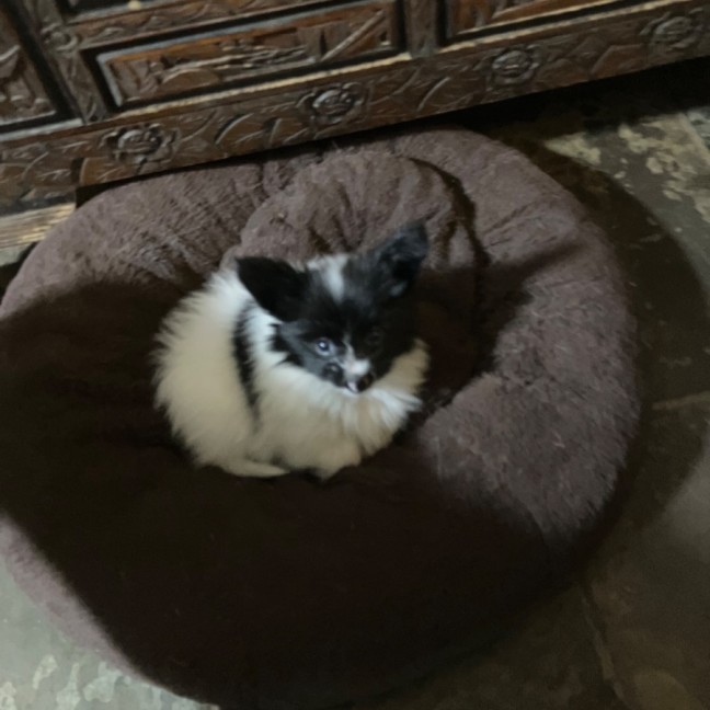 Photo of Lilibit