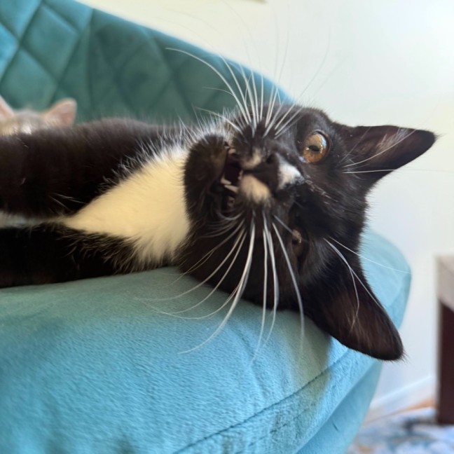 Photo of Daisy Mae & Frankie ^Dandy Cat Rescue^