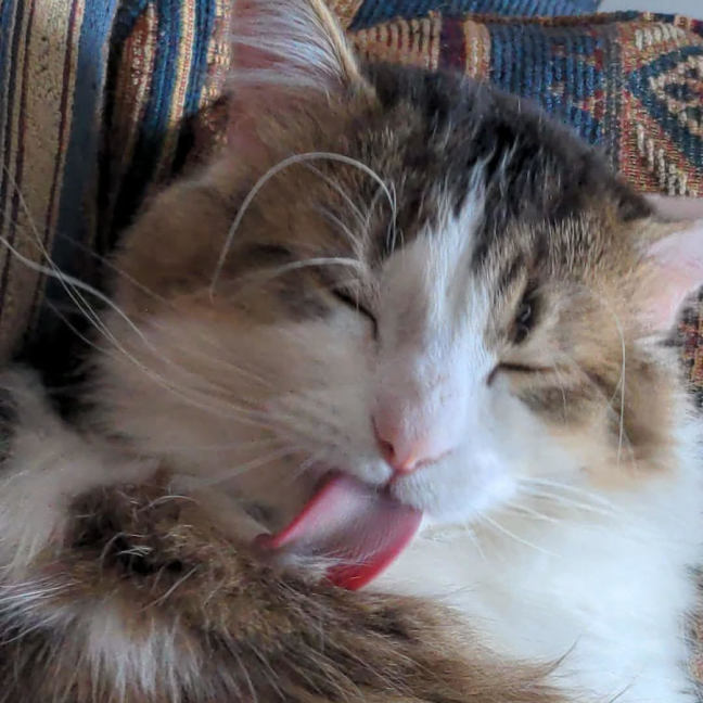Photo of Reginald 