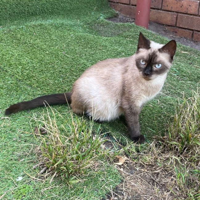 Photo of Queenie**2nd Chance Cat Rescue**