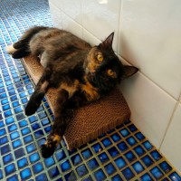 Photo of Calypso