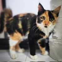 Photo of Tilly