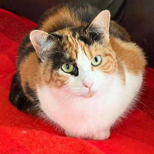Jewel - Domestic Short Hair (DSH) Cat