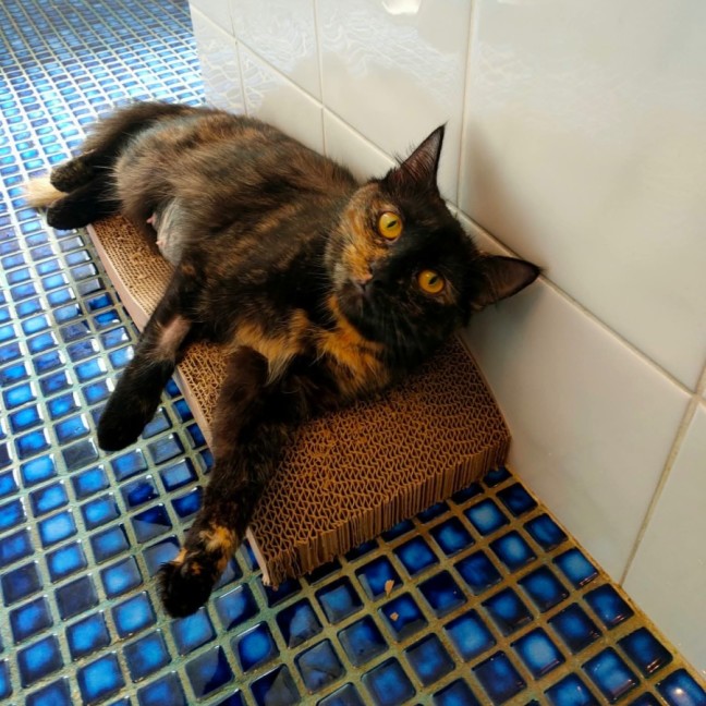 Photo of Calypso