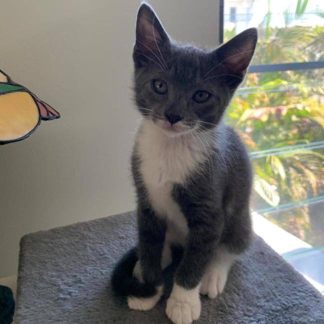 Photo of Fudge