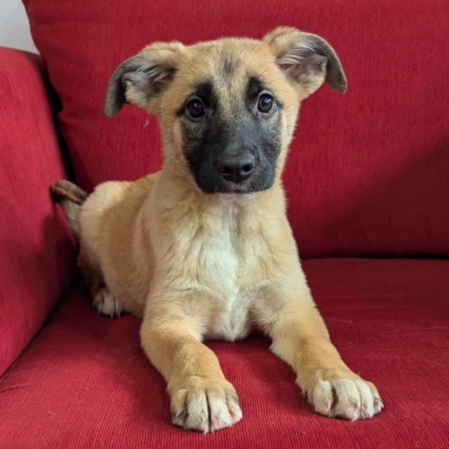 Photo of Scarlet O'hair