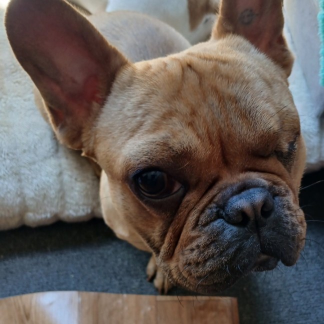 Photo of Chuckycheese
