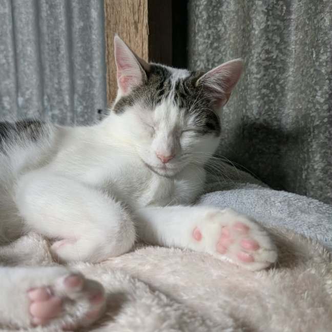 Photo of Dora