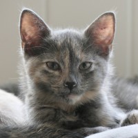 Photo of Harper