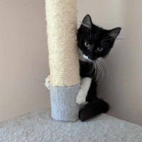 Photo of Pebbles Flintstone 