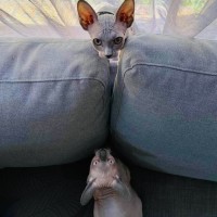 Photo of Luna And Lylah