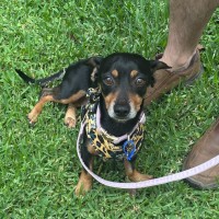 Photo of Trevor   6 Year Old Dachshund X Chihuahua