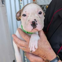 Photo of Buster
