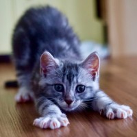 Photo of 🥜 Peanut Butter 🥜