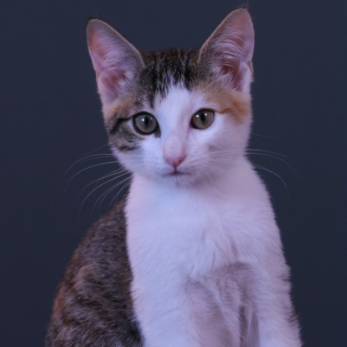 Patsy - Domestic Short Hair (DSH) Cat