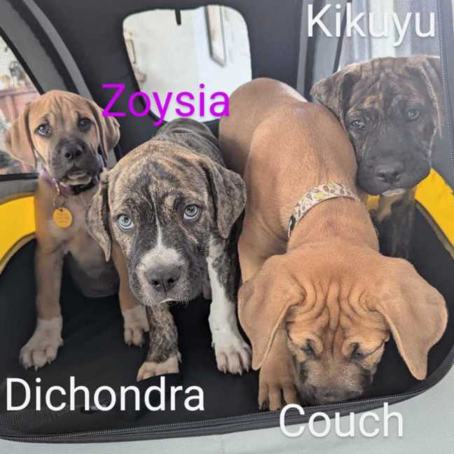 Photo of The Grasses Litter 