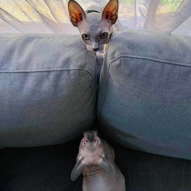 Photo of Luna And Lylah