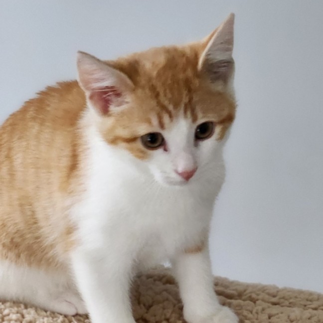 Photo of Toliver ^^Dandy Cat Rescue^^