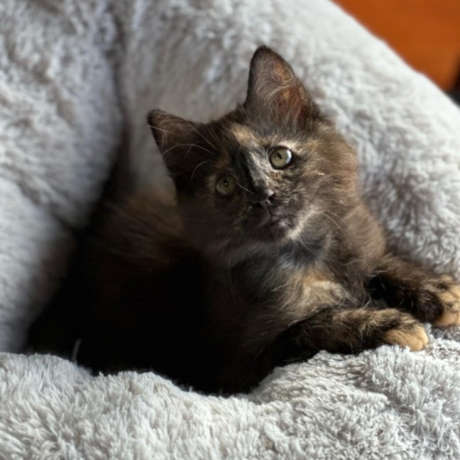 Photo of Flick * 9 Lives Project Rescue*❣️