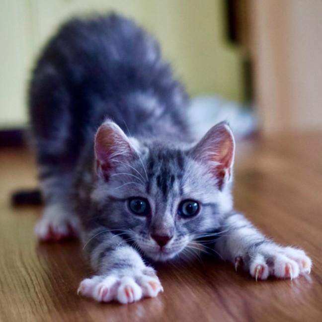 Photo of 🥜 Peanut Butter 🥜