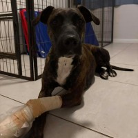 Photo of Narla