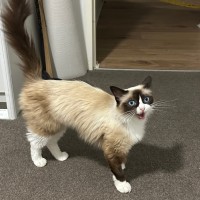 Photo of Mochi
