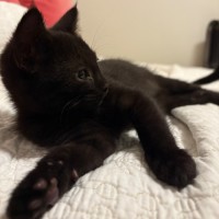 Photo of Ivy